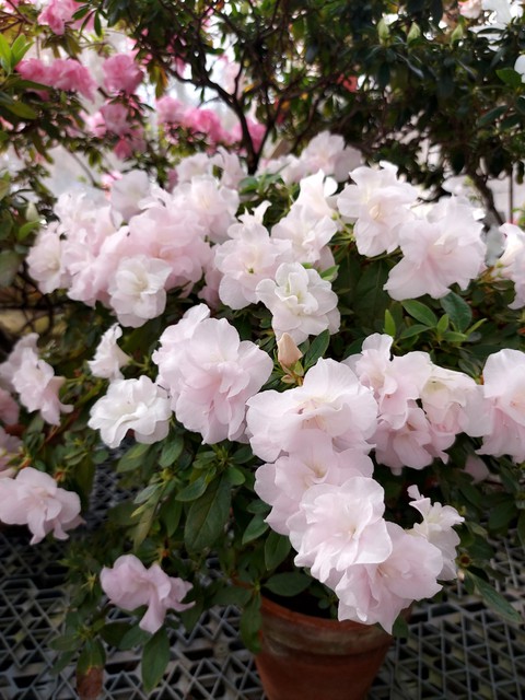 Azalea white