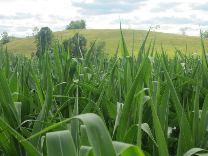 Green grass