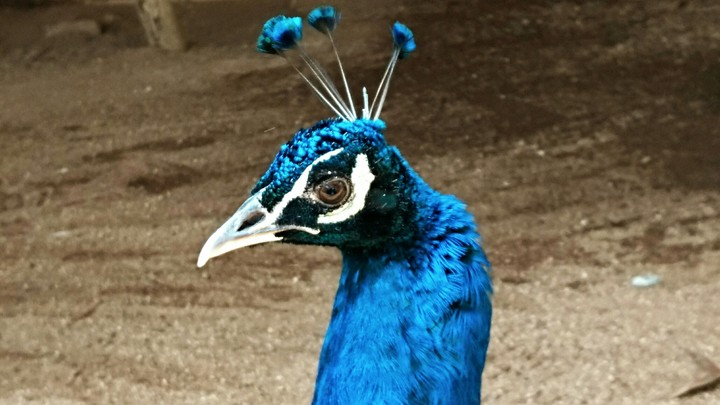bird