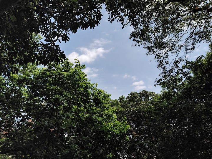 tree sky