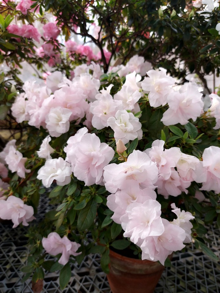 Azalea white