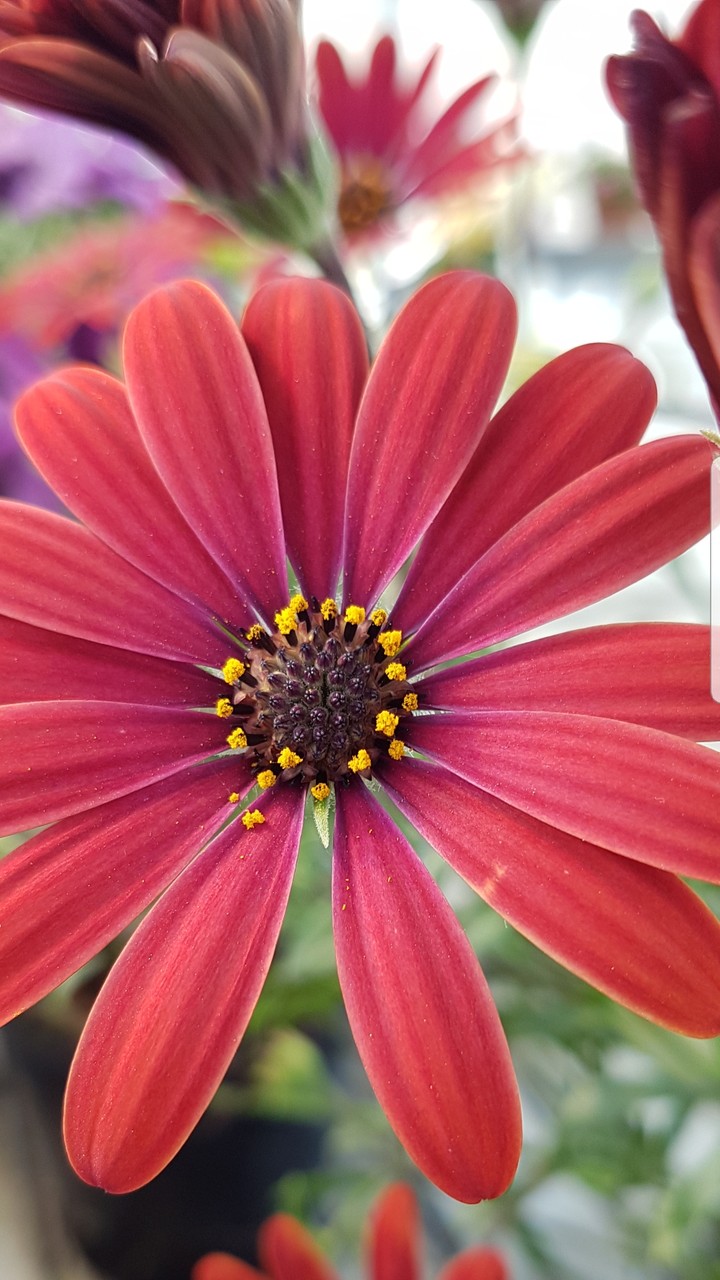 Fiori vari