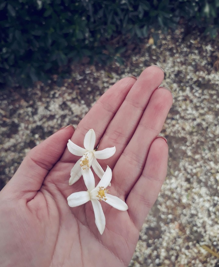 blossom