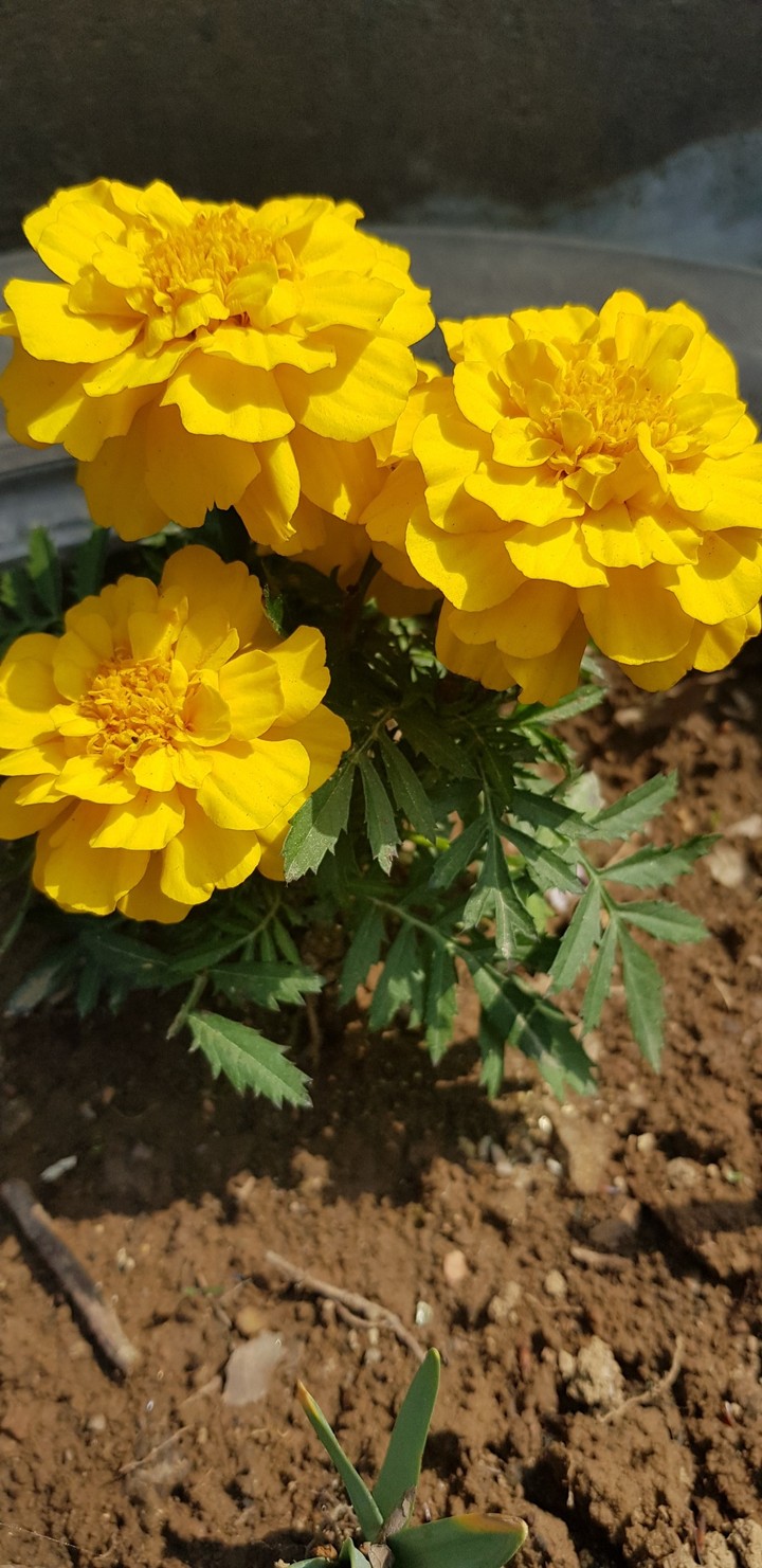 yellow flowers