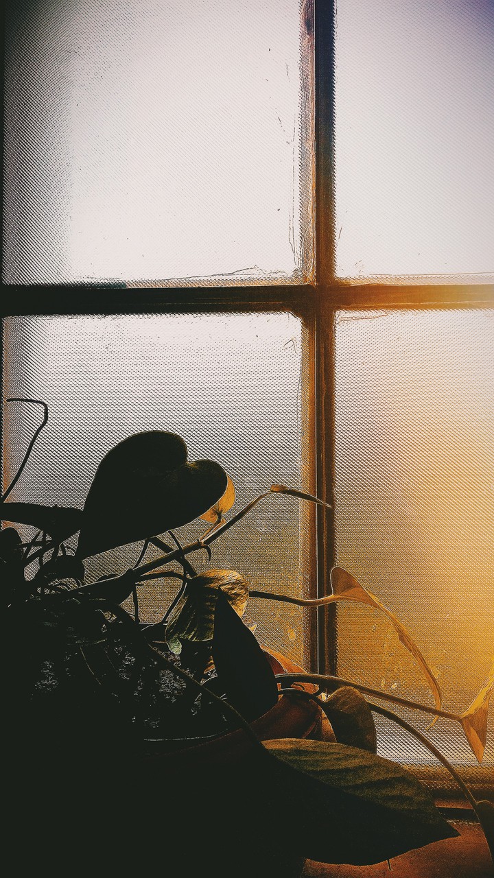 sunset lets the leaves shine ?