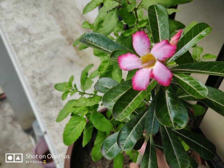 Flower