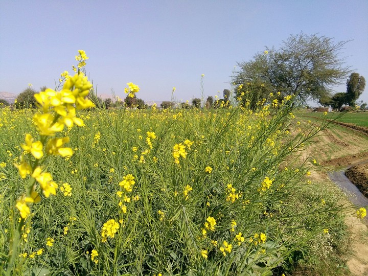Farm