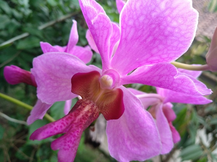 orchid