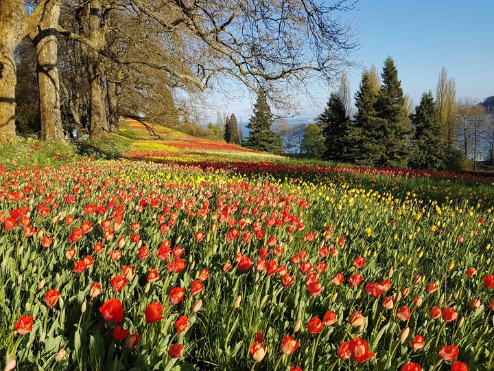 Island of Flowers