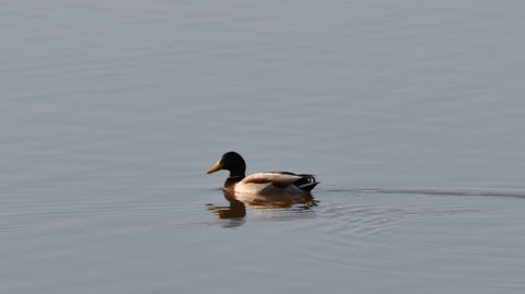 #duck❤️
