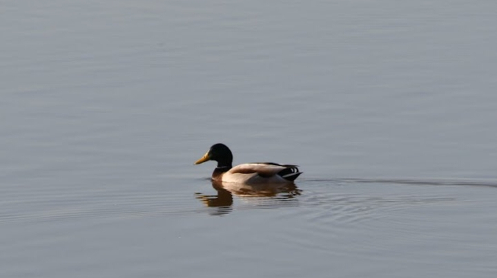 #duck❤️