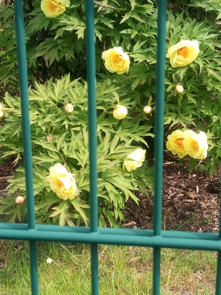 blumen
