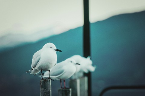 Cute Birds❤