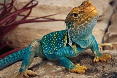 lagarto azul