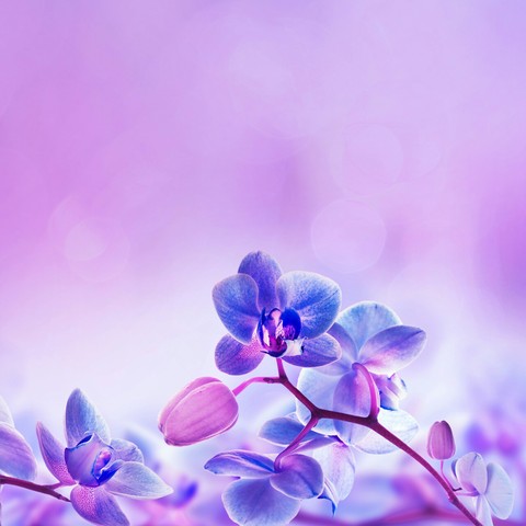 lilac, violet桌布
