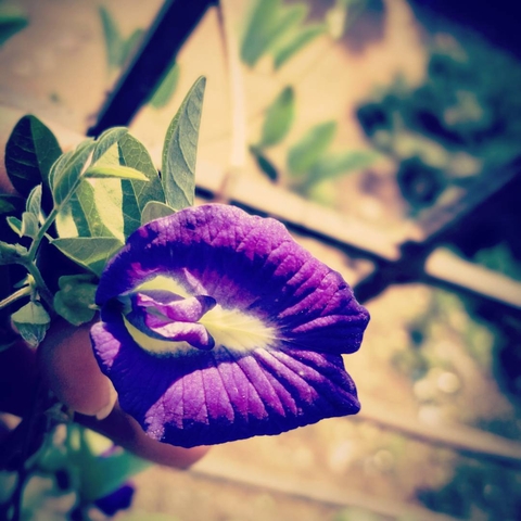 Nature Color