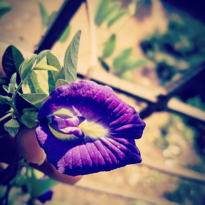 Nature Color