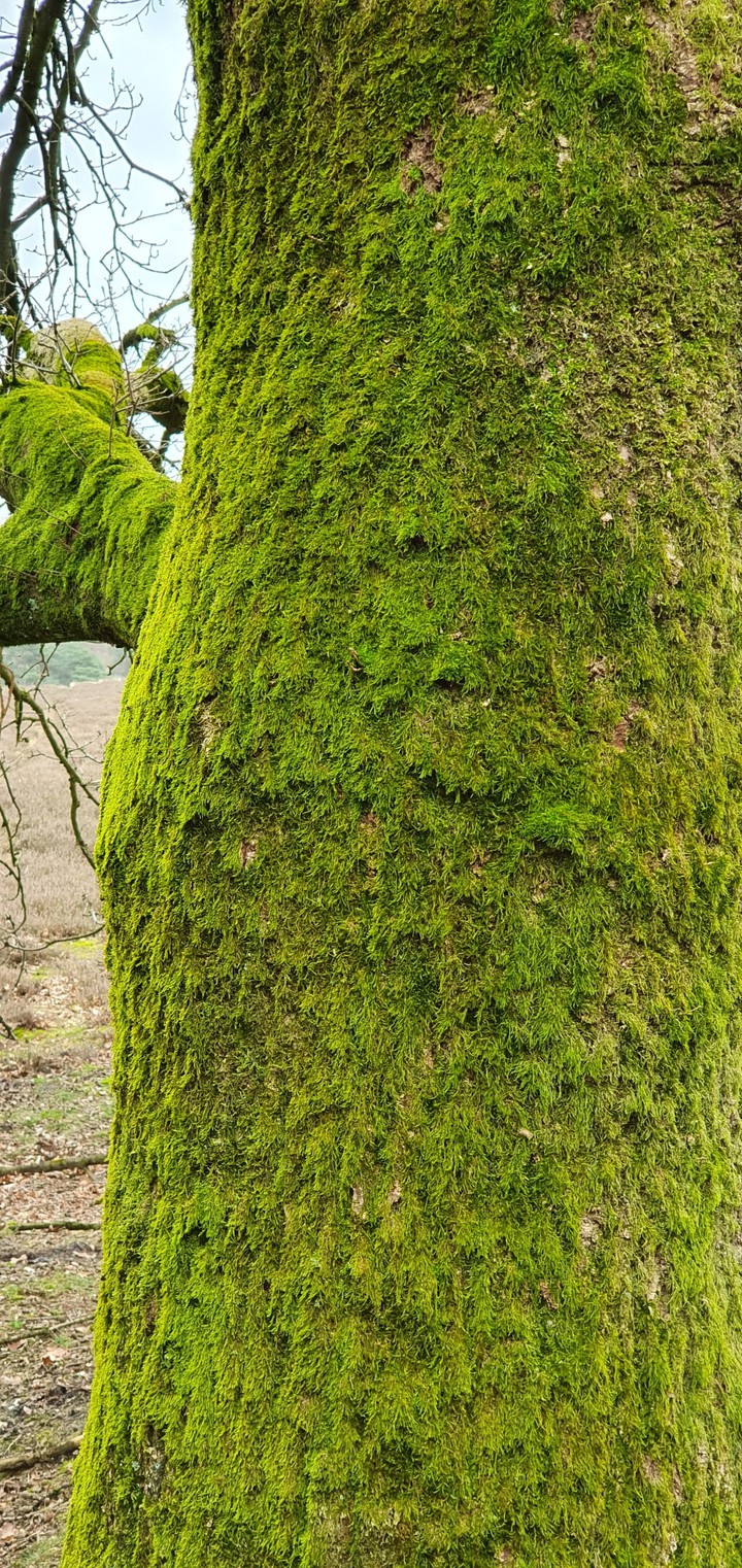 green tree