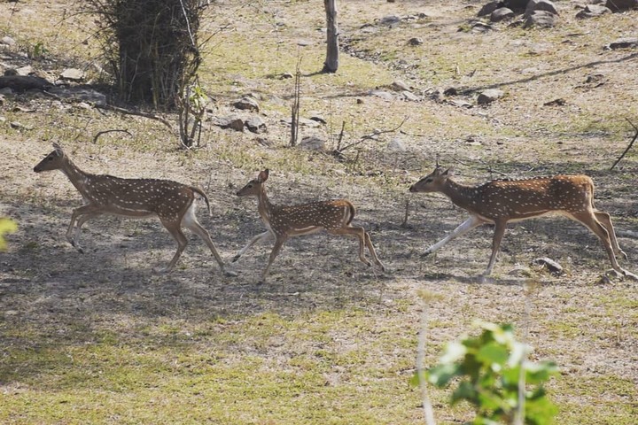 Spotted Deer kS