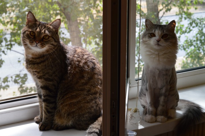cats