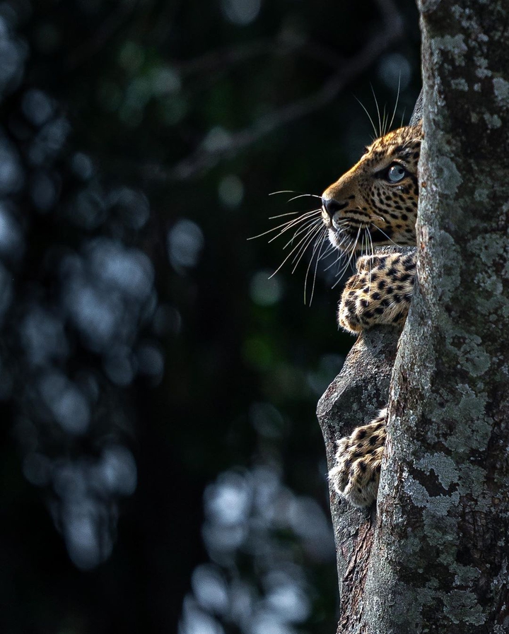 cheetah