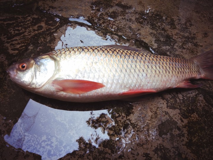 Fish
