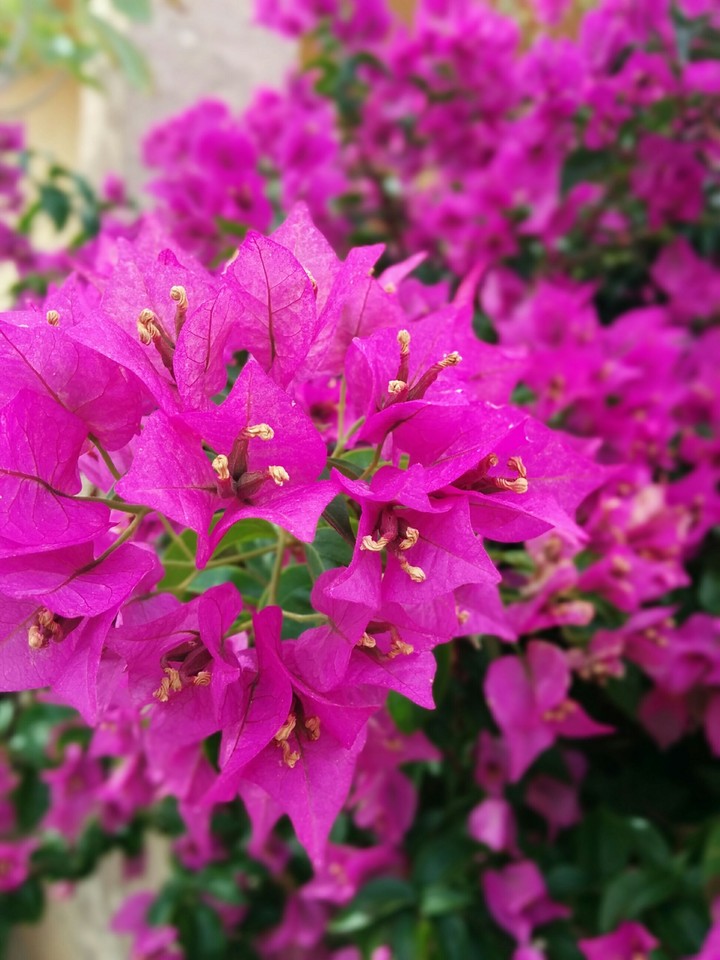pink flower. fucsia.