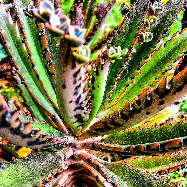 CACTOS