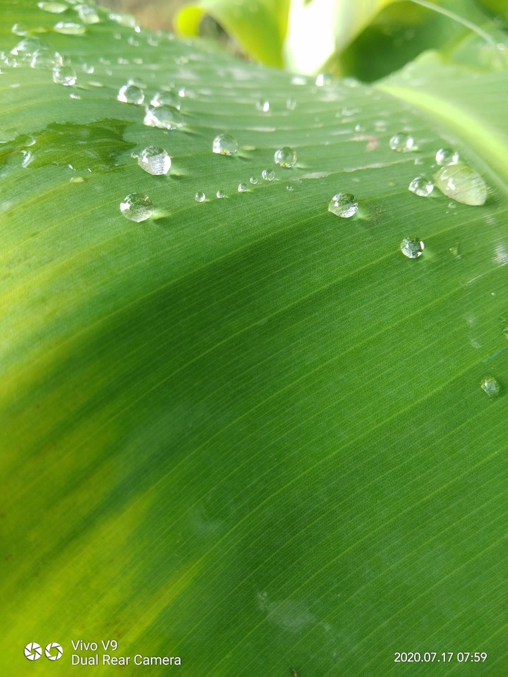 byutiful drops
