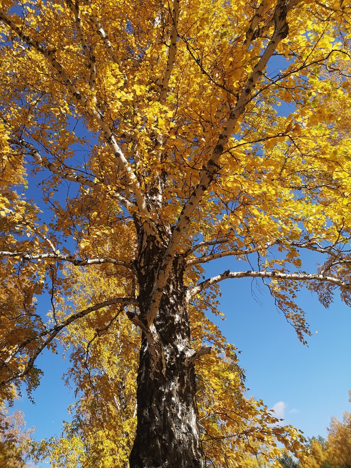 autumn
