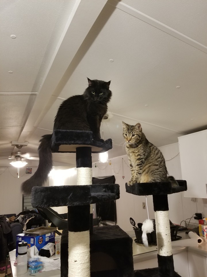 cats