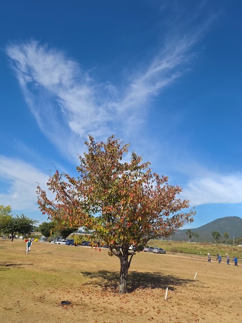 Plain, Grassland, Meadow
