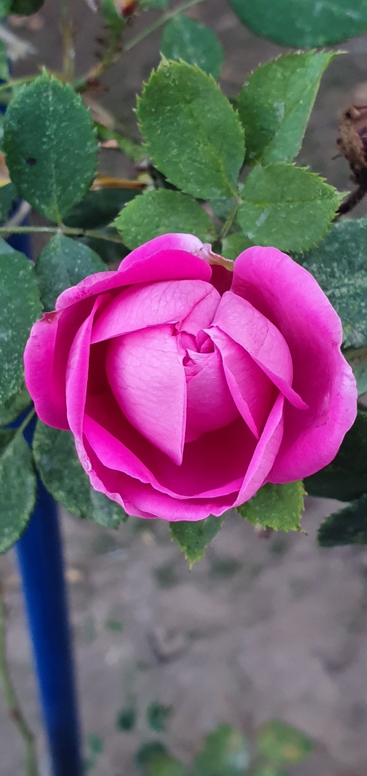 Pink Rose