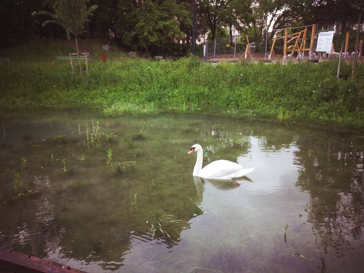 Un cygne sur le lac d'Annecy