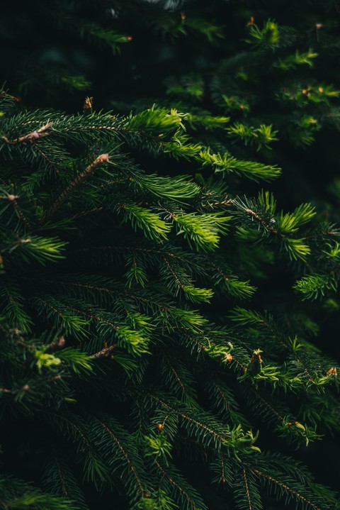 Pine, conifers wallpapers