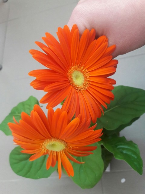 daisy orange