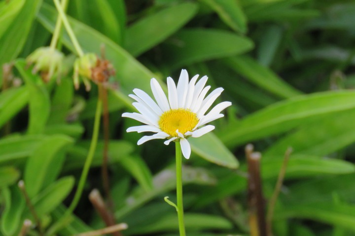 white flower