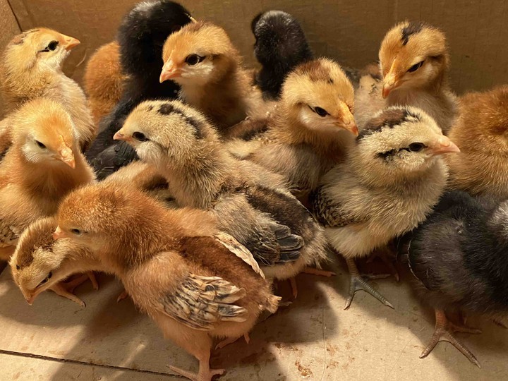 Clucking Around