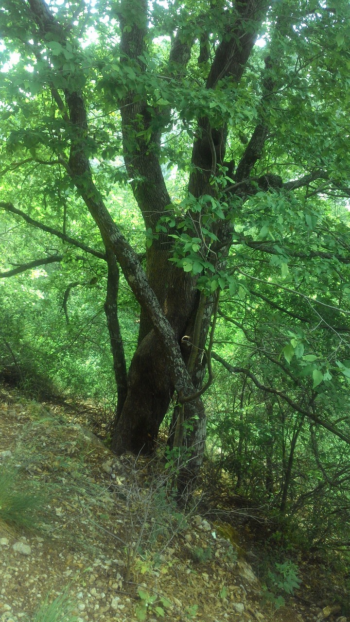 Trees