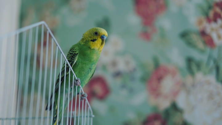 budgie