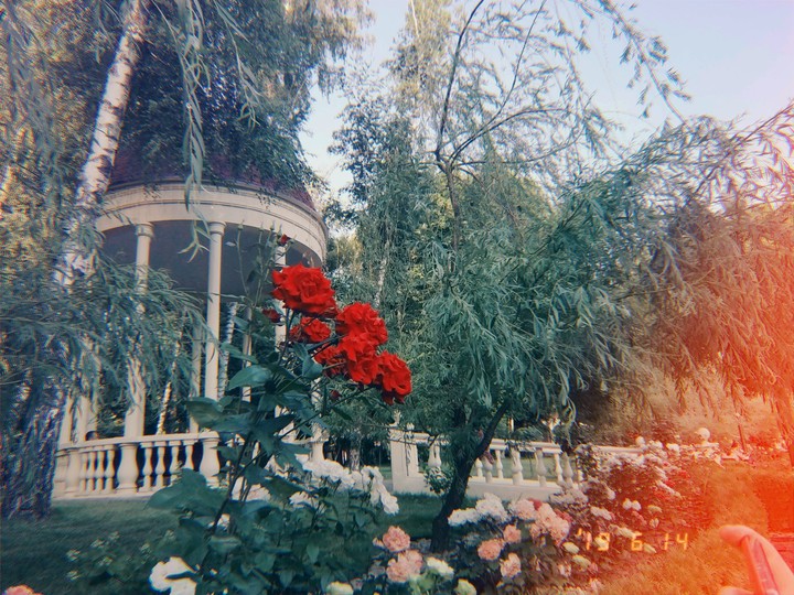 flowers
