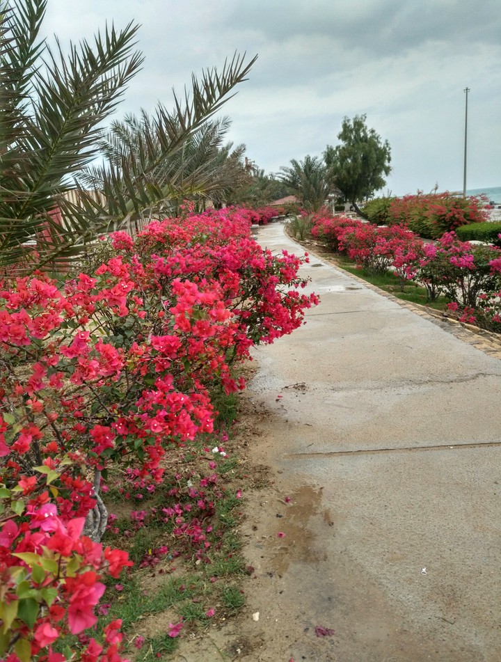 pink flower by the sea