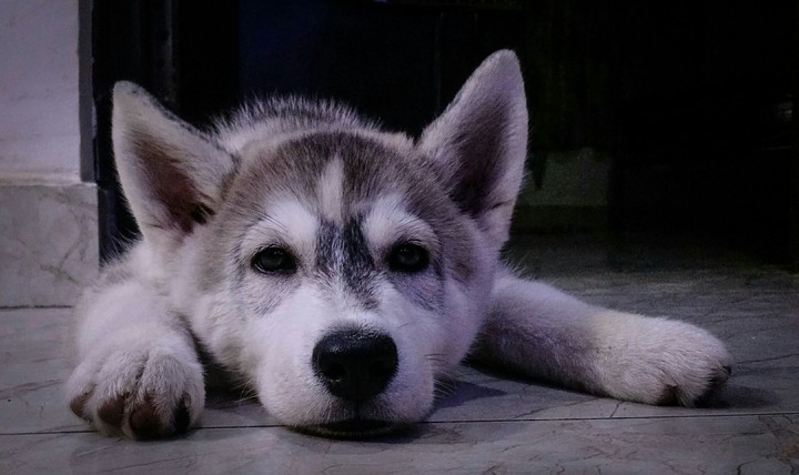 Did you just take a snap of me - Husky