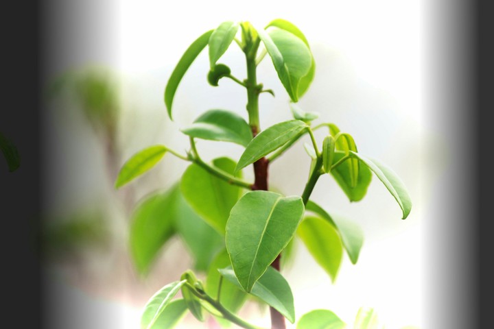 Life in green