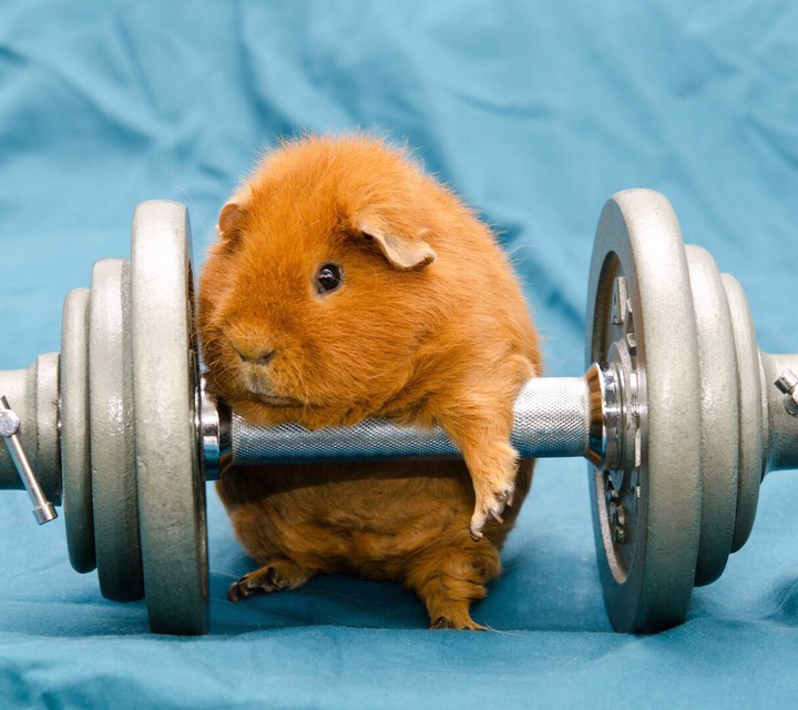 hamster