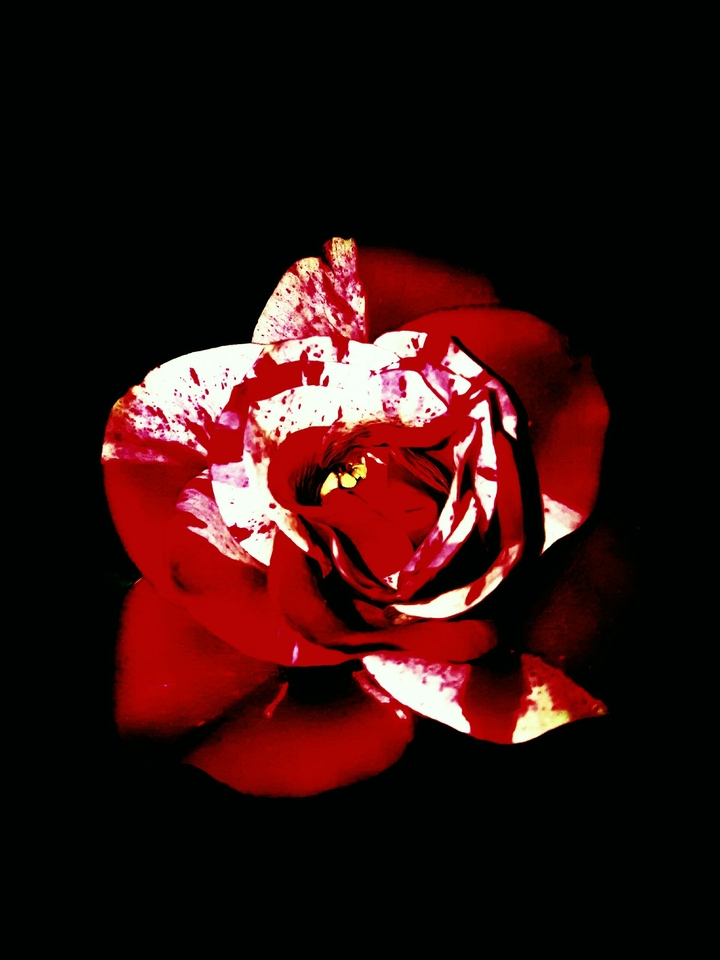 Red e black