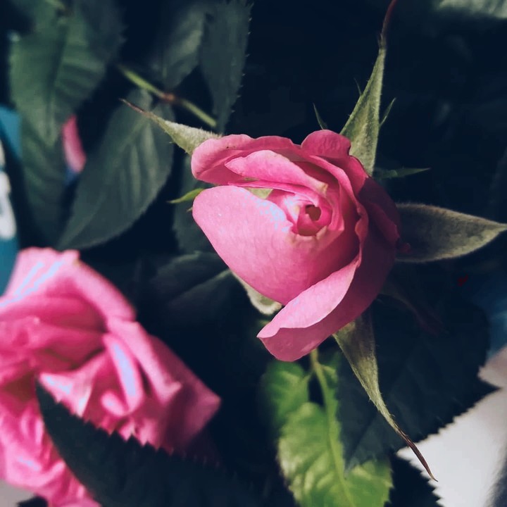 rose