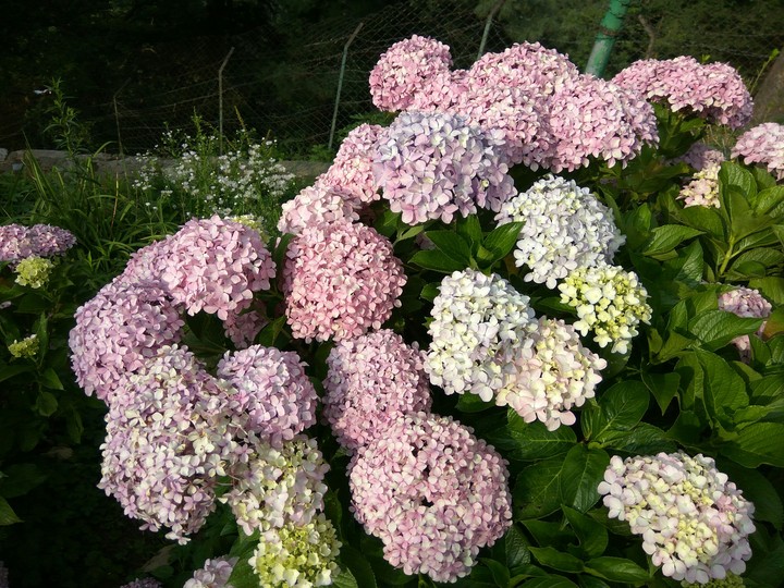 Pink Flowers
