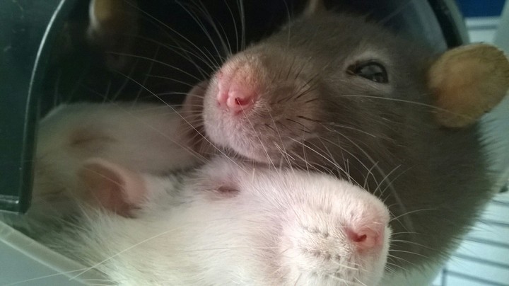 Rat