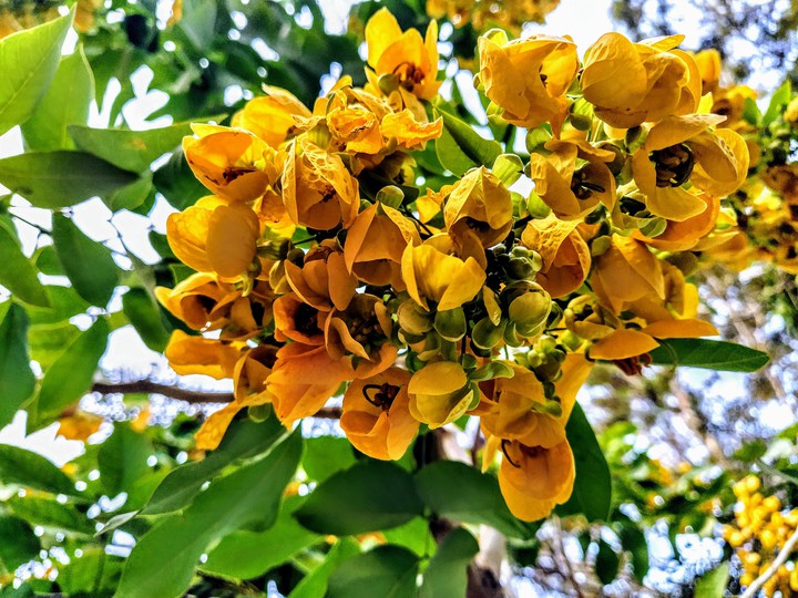 bloom